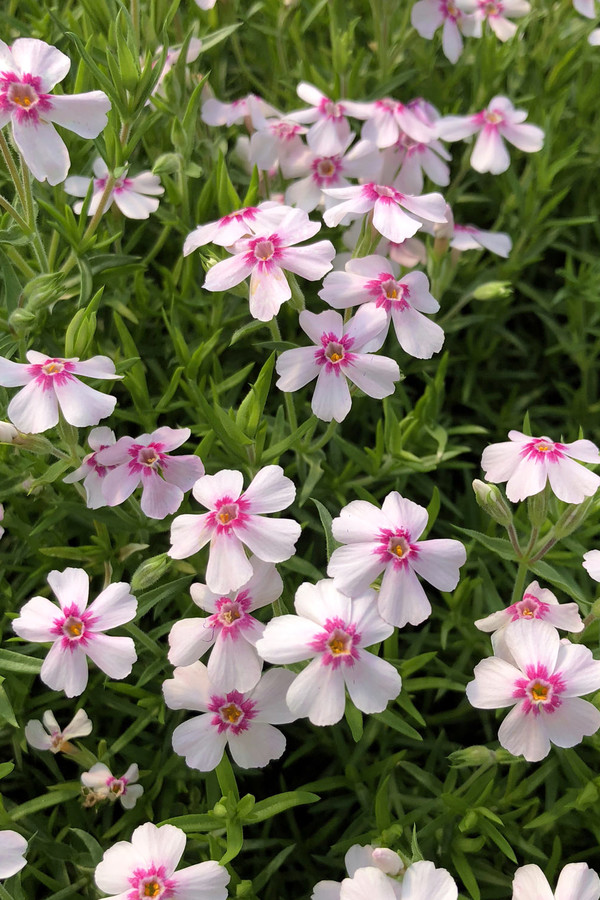 Флокс шилоподібний Корал Айз, Phlox subulata Coral Eye ціна